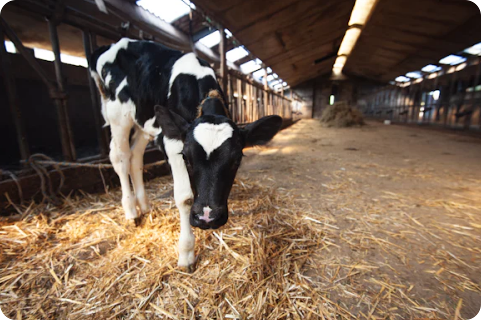 Soporte laboral y ruta de crecimiento de la plataforma